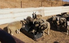 Les moutons de Jacob en quarantaine dans le sud d'Israël le 5 décembre 2016 (Crédit : Autorisation des Amis des moutons de Jacob)