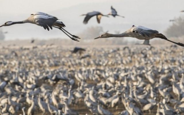 Des grues cendrées affluent au lac Agamon dans la vallée de le Houla au nord d'Israël, le 7 décembre 2016 (Crédit : AFP/Jack GUez) Des grues cendrées affluent au lac Agamon dans la vallée de le Houla au nord d'Israël, le 7 décembre 2016 (Crédit : AFP/Jack GUez)