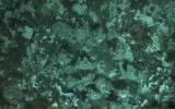 Les chauves souris passent leur temps à se haranguer, selon le département de zoologie de l’université de Tel-Aviv (Crédit: Université de Tel-Aviv/capture d'écran)