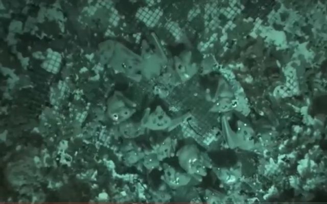 Les chauves souris passent leur temps à se haranguer, selon le département de zoologie de l’université de Tel-Aviv (Crédit: Université de Tel-Aviv/capture d'écran) Les chauves souris passent leur temps à se haranguer, selon le département de zoologie de l’université de Tel-Aviv (Crédit: Université de Tel-Aviv/capture d'écran)