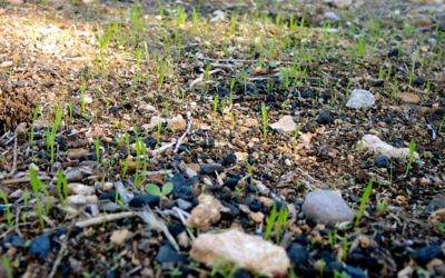 De nouvelles poussent apparaissent sur les terres brûlées à l'extérieur de Jérusalme, le 12 décembre 2016, deux semaines aprèsla vague d'incendies dévastatrice. (Crédit : Melanie Lidman/Times of Israel)