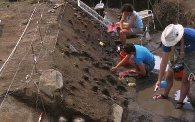 Fouilles dans le site préhistorique englouti de boue de Gesher Benot Yaaqov. (Crédit: Naama Goren-Inbar)