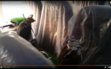 Les 80 faucons d'un prince saoudien à bord d'un avion, en janvier 2017. (Crédit : capture d'écran YouTube)