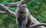 Conner, le singe musqué qui s'est enfui du zoo de Ramat Gan, le 16 janvier 2017. (Tibor Jager/Ramat Gan Safari)