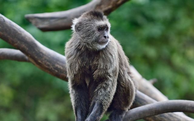 Conner, le singe musqué qui s'est enfui du zoo de Ramat Gan, le 16 janvier 2017. (Tibor Jager/Ramat Gan Safari) Conner, le singe musqué qui s'est enfui du zoo de Ramat Gan, le 16 janvier 2017. (Tibor Jager/Ramat Gan Safari)