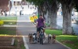 Un homme à Tel Aviv fait du vélo en compagnie de ses chiens le 18 juin 2015 (Crédit :Miriam Alster/FLASH90)