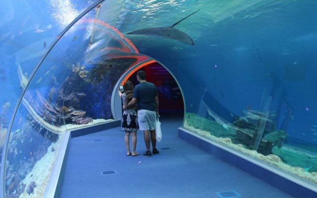 Les visiteurs marchent dans un tunnel de 15 mètres à travers l'attraction Shark World, ou le monde des requins, à l'Observatoire sous-marin d'Eilat (Crédit : Shmuel Bar-Am) Les visiteurs marchent dans un tunnel de 15 mètres à travers l'attraction Shark World, ou le monde des requins, à l'Observatoire sous-marin d'Eilat (Crédit : Shmuel Bar-Am)