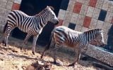 Deux des quatre zèbres transférés du zoo de Ramat Gan à celui de Qalqilya, le 31 janvier 2017. (Crédit : COGAT)