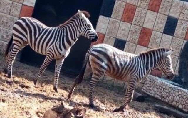 Deux des quatre zèbres transférés du zoo de Ramat Gan à celui de Qalqilya, le 31 janvier 2017. (Crédit : COGAT) Deux des quatre zèbres transférés du zoo de Ramat Gan à celui de Qalqilya, le 31 janvier 2017. (Crédit : COGAT)