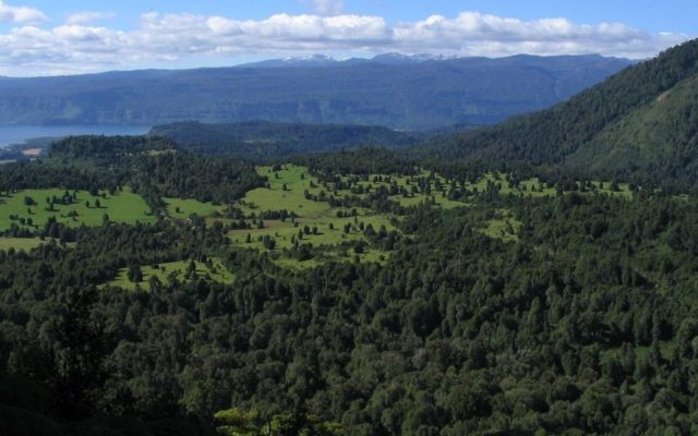 Vue du Puyehue National Park au sud du Chili (Crédit : CC BY 2.0, Christian Cordova, Wikimedia Commons) Vue du Puyehue National Park au sud du Chili (Crédit : CC BY 2.0, Christian Cordova, Wikimedia Commons)
