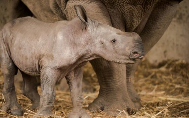Rami, un bébé rhinocéros blanc né au Ramat Gan Safari en février 2017 (Crédit : Shai Ben Naftali/Ramat Gan Safari)