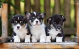 Une photo de trois chiots, des corgi de Gallois (Crédit : Alona Rjabceva / Getty Images)