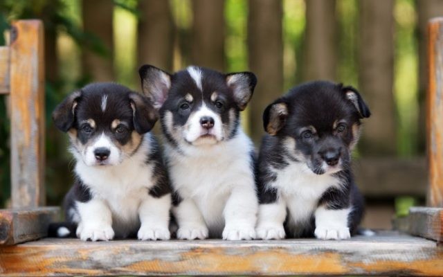Une photo de trois chiots, des corgi de Gallois (Crédit : Alona Rjabceva / Getty Images)