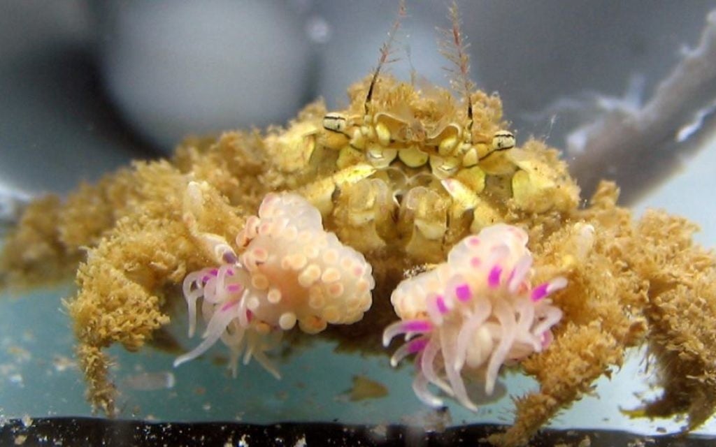 Un crabe de Libye trouvé à Eilat (Autorisation : Yisrael Schnytzer)