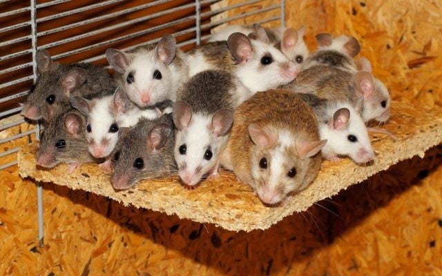 Des souris. Illustration. (Crédit : Pixabay) Des souris. Illustration. (Crédit : Pixabay)