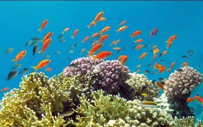 Des poissons tropicaux à la barrière de corail d'Eilat. (Crédit : Asaf Zvuloni / Israel Nature and Parks Authority / FLASH90)