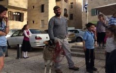 Un mouton sur le point d'être sacrifié dans le cadre d'une reconstitution de la Pâque dans la Vieille ville de Jérusalem le 6 avril 2017. (Crédit : Alexander Fulbright/Times of Israel)