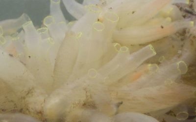 Le Ciona intestinalis ou acidie jaune (Crédit : CC-BY-SA-3.0 perezoso / Wikipedia)