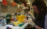 Une chercheuse travaille sur le cancer du sein à l'hôpital Hadassah (Crédit :Keren Freeman/Flash90)