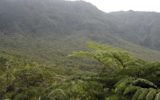 Illustration : La forêt tropicale primaire de Bébour, sur l'île de La Réunion. (Crédit : Korrigan/Domaine public WikiCommons)