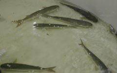 Des mulets gris nagent dans des anneaux d'eau de in Latimeria (Crédit : autorisation)