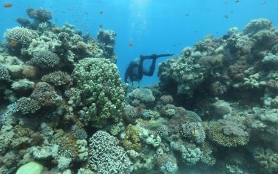 Chercheurs de l'Institut interuniversitaire pour les sciences marines à Eilat, dans le sud d'Israël, pour surveiller la croissance des coraux, le 12 juin 2017. (Crédit : Menahem Kahana/AFP)
