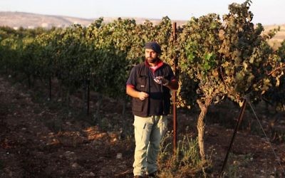 Le vigneron juif David Ventura de l'implantation d'Ofra de Cisjordanie vérifie le niveau de sucre dans les raisins de son vignoble, le 18 septembre 2011 (Crédit : Kobi Gideon / Flash90)