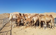 Des chameaux errants arrêtés dans le sud d'Israël, le 9 juillet 2017. (Crédit : ministère de l'Agriculture)
