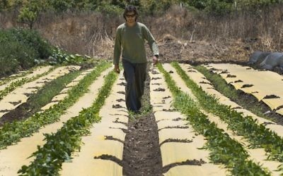 Dotan Goshen, propriétaire d'une ferme bio dans le kibboutz d'Hamaapil, dans le centre d'Israël, le 8 mai 2017. (Crédit: Jack Guez/AFP)