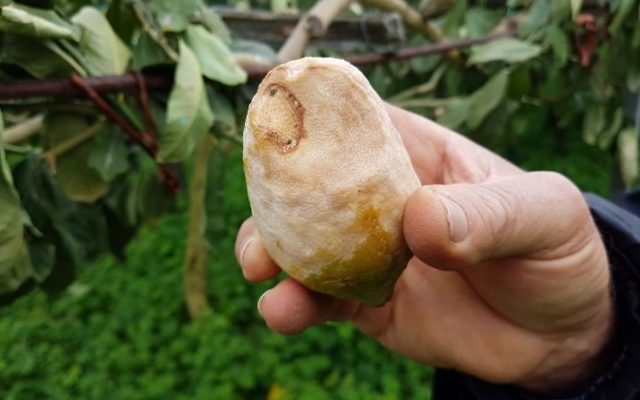 Quatre jours de températures au dessous de zéro au mois de janvier ont été suffisants pour détruire environ 80 pour cent des citronniers délicats (Crédit : Luigi Salsini)