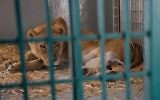 Une lionne sauvée du zoo d'Alep a donné naissance à un lionceau en Jordanie, le 12 août 2017. (Crédit : Facebook/Four Paws International)