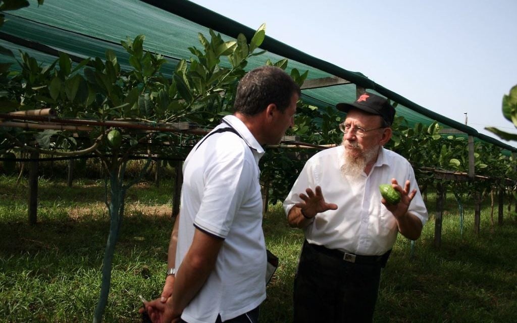 Le rabbin Moshe Lazar supervise la récolte de citrons casher en Calabre, en Italie, depuis l'été de 1964 (Crédit : Esrogim.info/via Chabad.org)