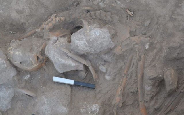 Un squelette adulte vieux de 3200 ans, trouvé à Tel Gezer  (Crédit : Institut Tandy d'archéologie)