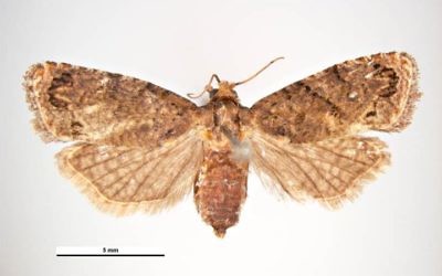 Le faux carpocapse, Thaumatotibia leucotreta. Illustration. (Crédit : Simon Hinkley & Ken Walker, Museum Victoria/Wikipedia)