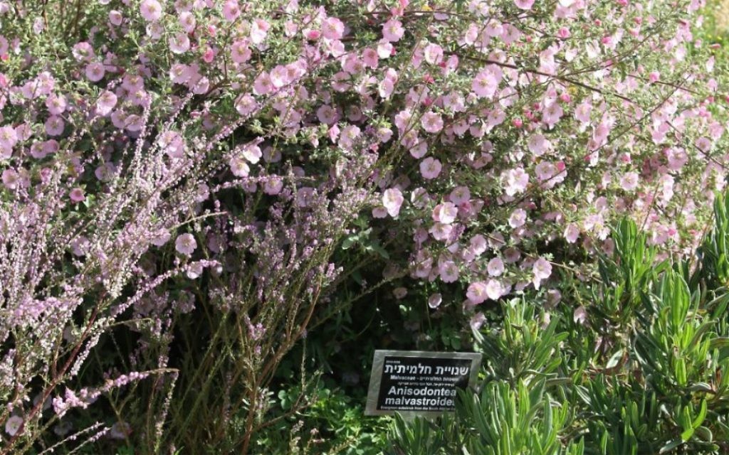 Le géranium "crystal rose" et le Nylandtia spinosa font partie de l'exposition sur l'Afrique. (Crédit : Shmuel Bar-Am)