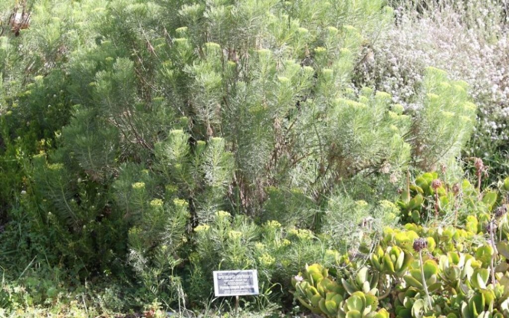 L'hymenolepis parviflora impressionne par son odeur et ses couleurs éclatantes. (Crédit : Shmuel Bar-Am)