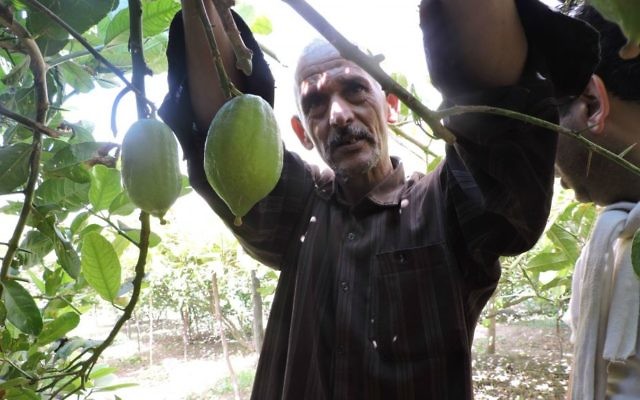Illustration : Des marchands juifs venant du monde entier pour s'approvisionner auprès de producteurs d'etrogim marocains comme Mohammed Douch, à Assads, le 8 septembre 2015. (Crédit : Ben Sales/JTA)