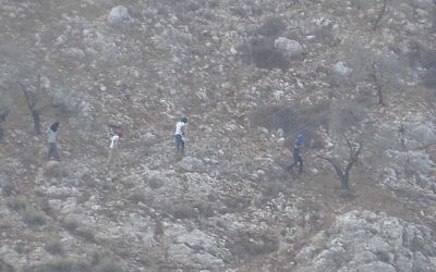 Des habitants d'implantations israéliennes pris en photo en train d'arracher des oliviers à proximité du village de Kalil, le 15 septembre 2017 (Autorisation : Courtesy: Yesh Din)
