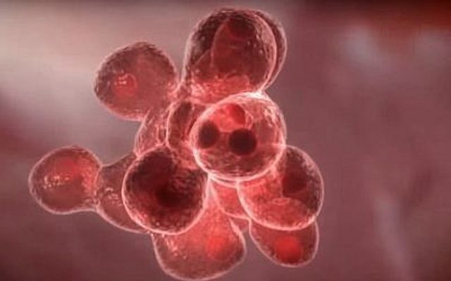 La création de cellules de viande dans un laboratoire (Crédit : Capture d'écran YouTube)