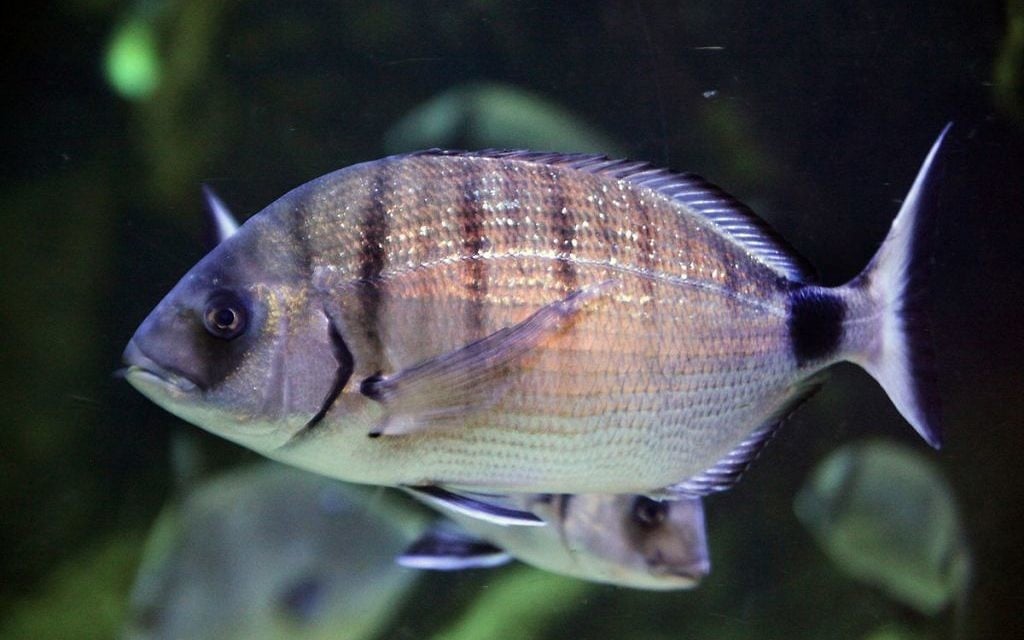 Le Diplodus sargus, connu également sous le nom de sar commun, est une espèce de sar au coeur du phénomène des 'poissons modeur' (Crédit : Marrabbio2 / Wikipedia) Le Diplodus sargus, connu également sous le nom de sar commun, est une espèce de sar au coeur du phénomène des 'poissons modeur' (Crédit : Marrabbio2 / Wikipedia)