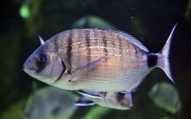 Le Diplodus sargus, connu également sous le nom de sar commun, est une espèce de sar au coeur du phénomène des 'poissons modeur' (Crédit : Marrabbio2 / Wikipedia)