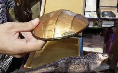 Eli Mordechai montre une kippa en peau de crocodile dans sa boutique 'Cinquième quart' de la Vieille ville de Jérusalem, le 12 septembre 2017 (Crapture d'écran  :  Facebook via JTA)