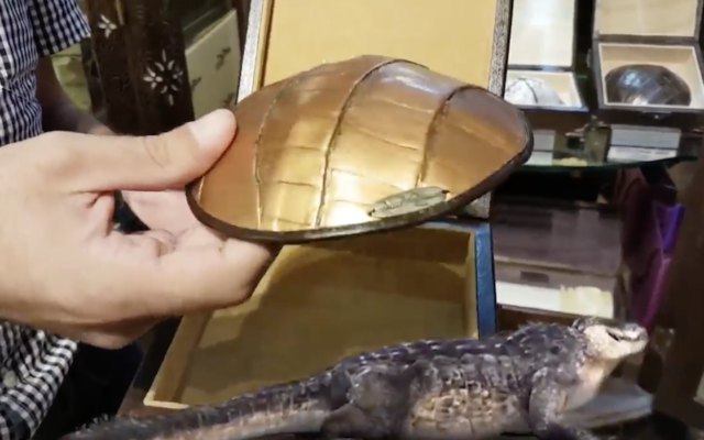 Eli Mordechai montre une kippa en peau de crocodile dans sa boutique 'Cinquième quart' de la Vieille ville de Jérusalem, le 12 septembre 2017 (Crapture d'écran  :  Facebook via JTA)