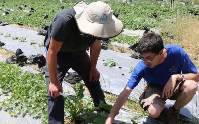 Nadav Bensusan, l'un des fondateurs de Kaima, avec un des jeunes de l'association, dans les champs de courgettes de la ferme Kaima proche de Jérusalem. (Crédit : Shmuel Bar-Am)