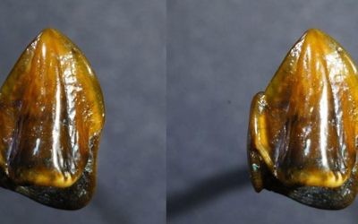 Dents fossilisées de 9,7 millions d'années découvertes dans l'ancien lit du Rhin, en septembre 2016. (Crédit : musée d'histoire naturelle de Mainz)