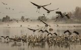 Des grues grises affluent au lac Agamon Hula dans la vallée de Hula, dans le nord d'Israël, le 7 décembre 2016. (Crédit : AFP / JACK GUEZ)