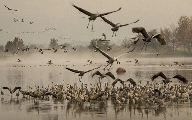 Des grues grises affluent au lac Agamon Hula dans la vallée de Hula, dans le nord d'Israël, le 7 décembre 2016. (Crédit : AFP / JACK GUEZ)