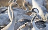 Des grues grises affluent au lac Agamon dans la vallée de Hula, dans le nord d'Israël, le 7 décembre 2016. (Crédit : Tomer Neuberg / Flash90)