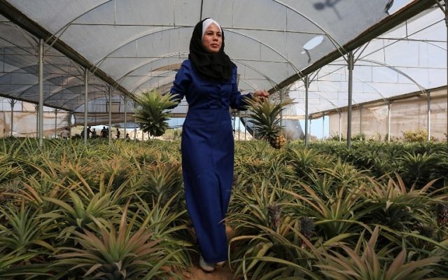 Une femme palestinienne cueille des ananas lors d'une récolte dans une ferme à Khan Yunis, dans le sud de la bande de Gaza, le 9 novembre 2017.(Crédit : AFP PHOTO / SAID KHATIB) Une femme palestinienne cueille des ananas lors d'une récolte dans une ferme à Khan Yunis, dans le sud de la bande de Gaza, le 9 novembre 2017.(Crédit : AFP PHOTO / SAID KHATIB)