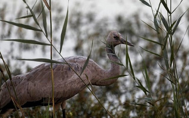Une jeune grue grise au lac Agamon dans la vallée de la Hula dans le nord d'Israël, le 16 novembre 2017. (Crédit : AFP / Menahem Kahana)
